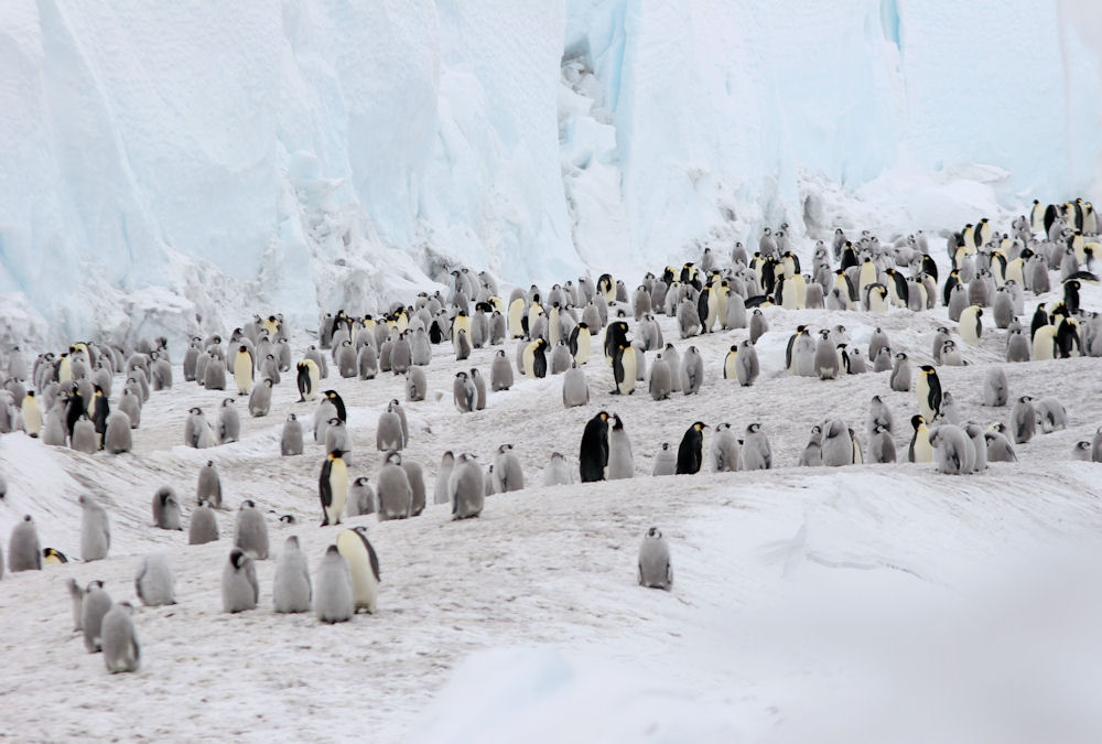 shrinking-habitat-doesn-t-keep-emperor-penguins-from-breeding-redorbit