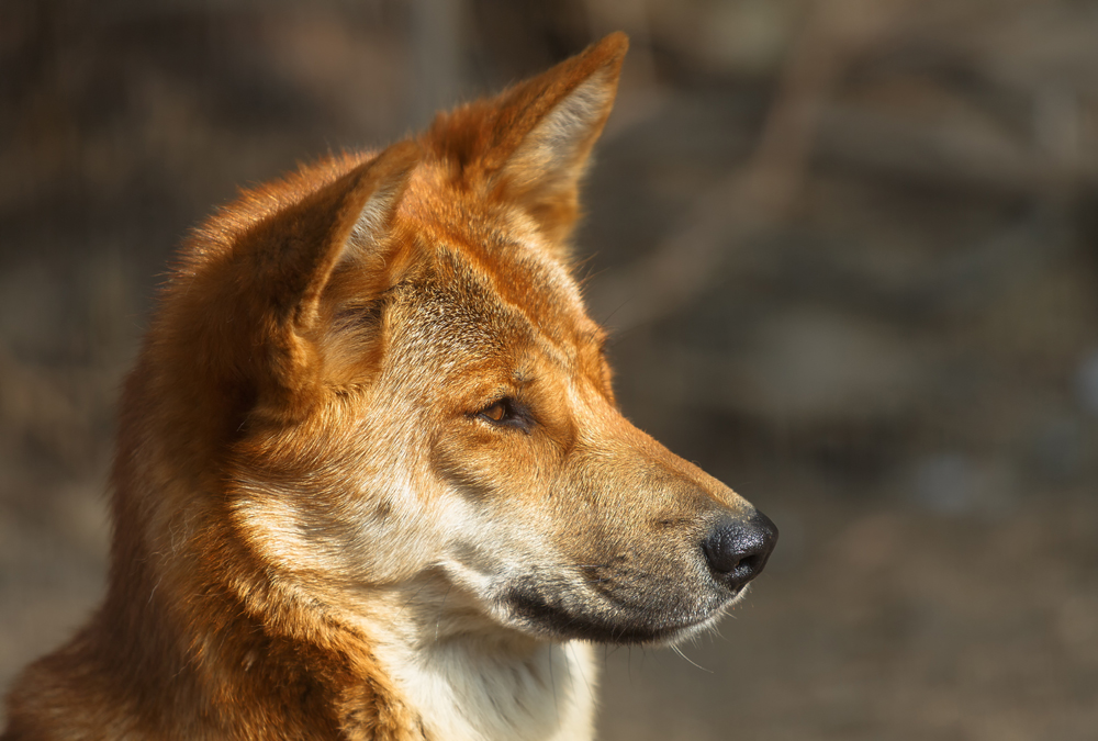 Australia's Dingo Is OneofaKind Redorbit