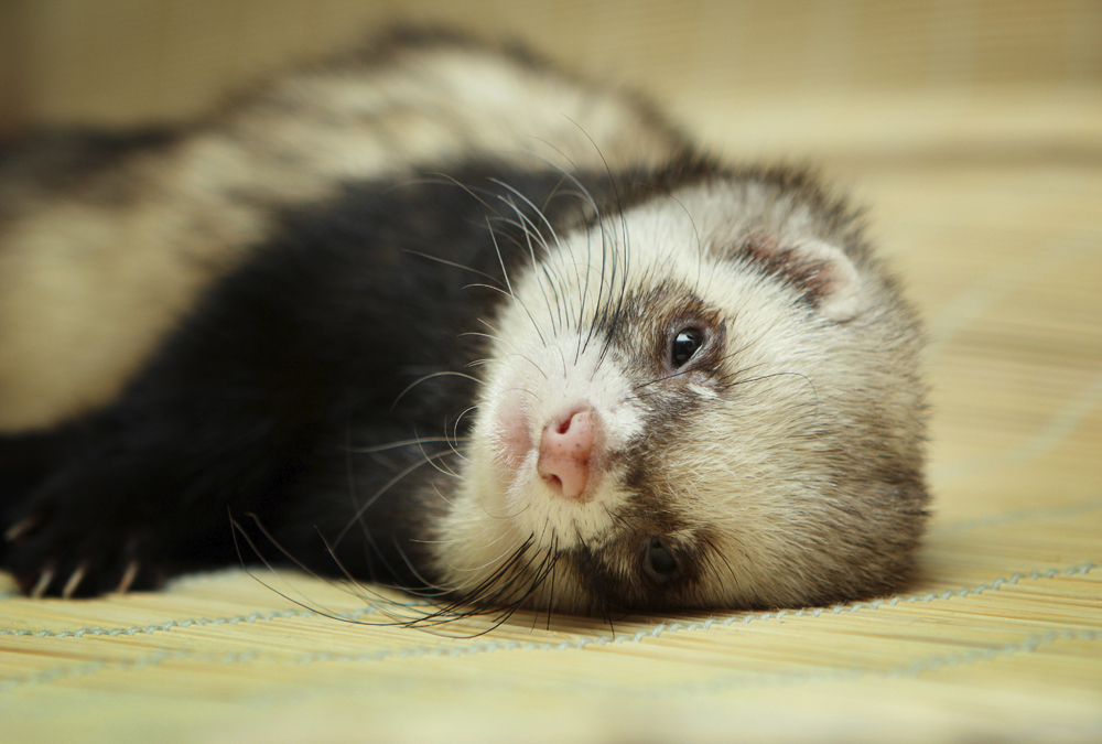Ferret Genome Sequenced, Holds Clues To Respiratory Diseases Redorbit