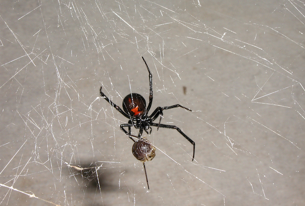 What Makes Black Widow Venom So Poisonous Redorbit