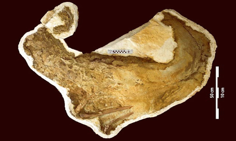 fossilized dinosaur feathers