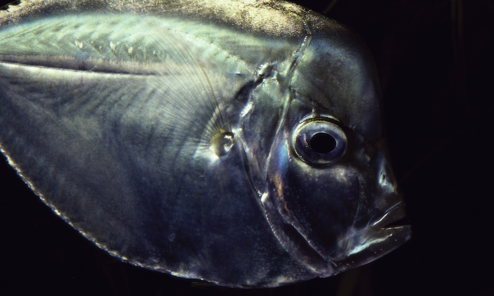 Navy research shows how some fish make themselves 'invisible' Redorbit