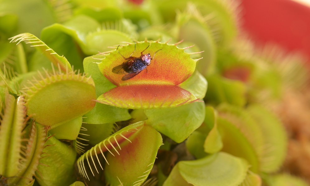 study details how Venus flytraps became carnivorous Redorbit