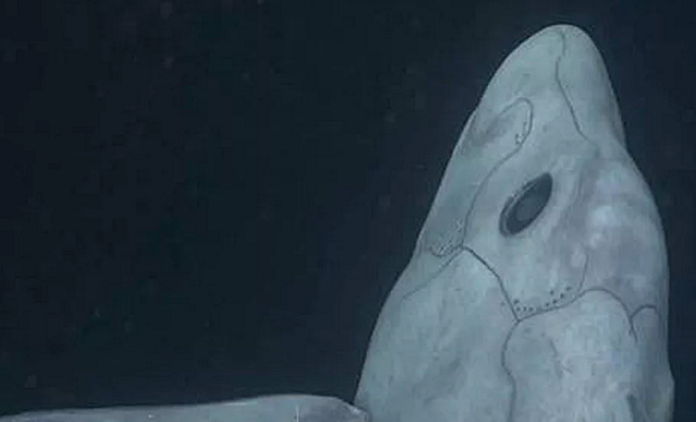Video Of Incredibly Rare Ghost Shark Released Online Redorbit