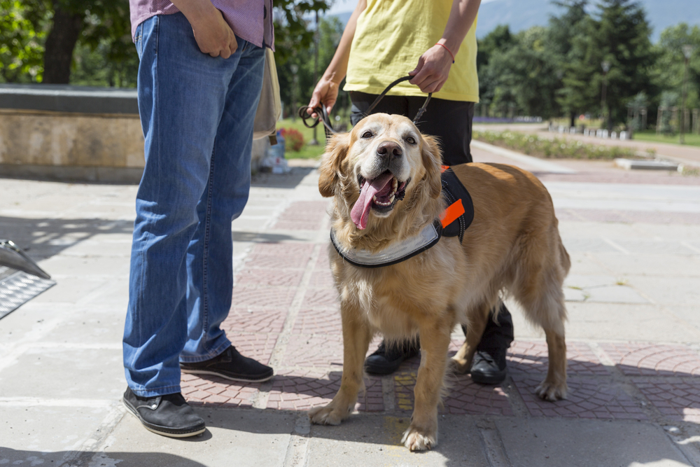 When Should You Get A Service Dog For Fibromyalgia 