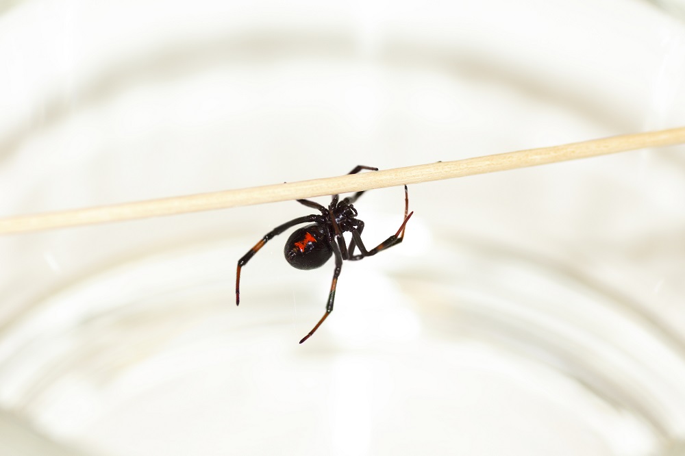 What Does a Spider Bite Look Like and What to Do About It ...